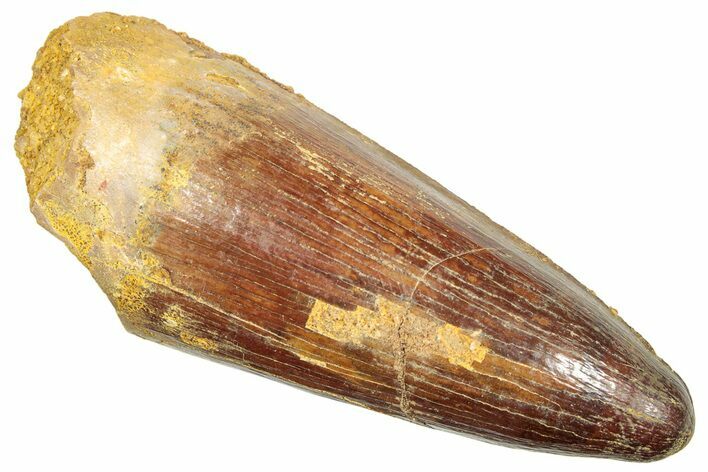 Cretaceous Fossil Crocodile Tooth - Morocco #245128